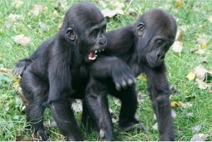 scimpaze-zoo-artis-amsterdam