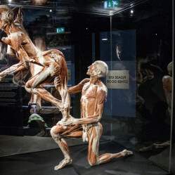 Body Worlds: L'anatomia del corpo umano in mostra