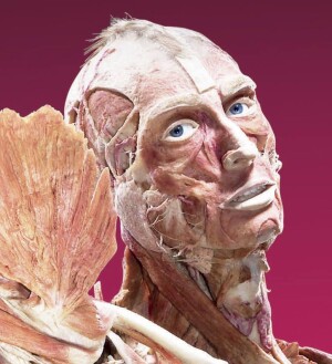 Body world Amsterdam 6