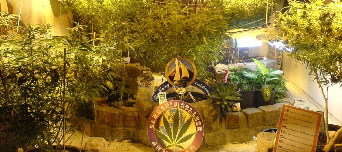 Prova i migliori coffee shop di Amsterdam con un tour guidato