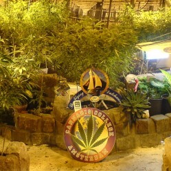 Il Cannabis College ed il Canapa Garden