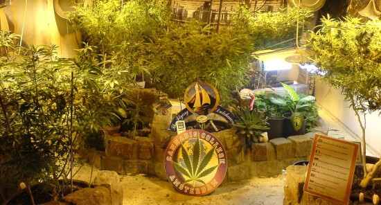 Il Cannabis College ed il Canapa Garden