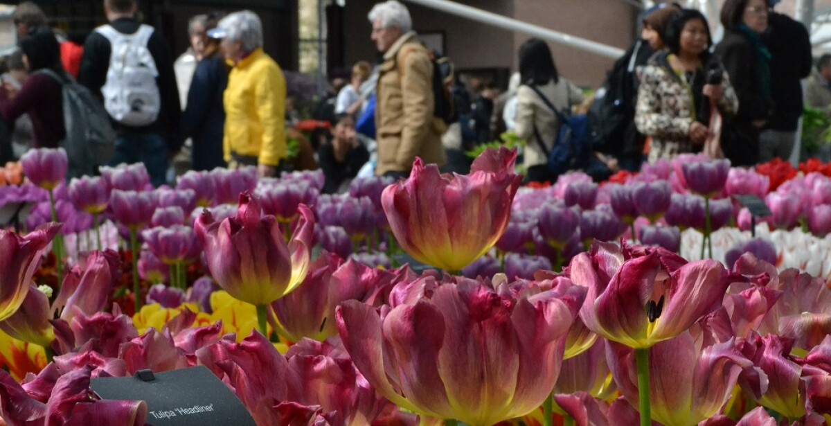 Amsterdam: Offerte e sconti per biglietti salta la coda e tour guidati