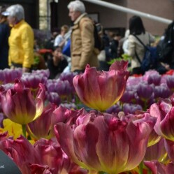 Eventi di Marzo ad Amsterdam da non perdere