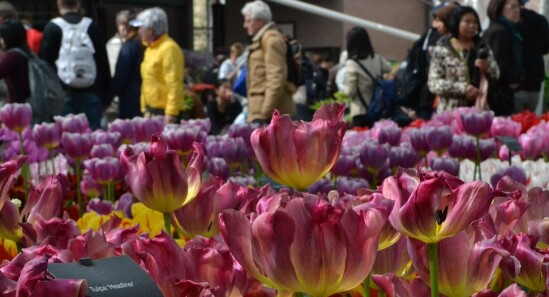 Eventi di Marzo ad Amsterdam da non perdere