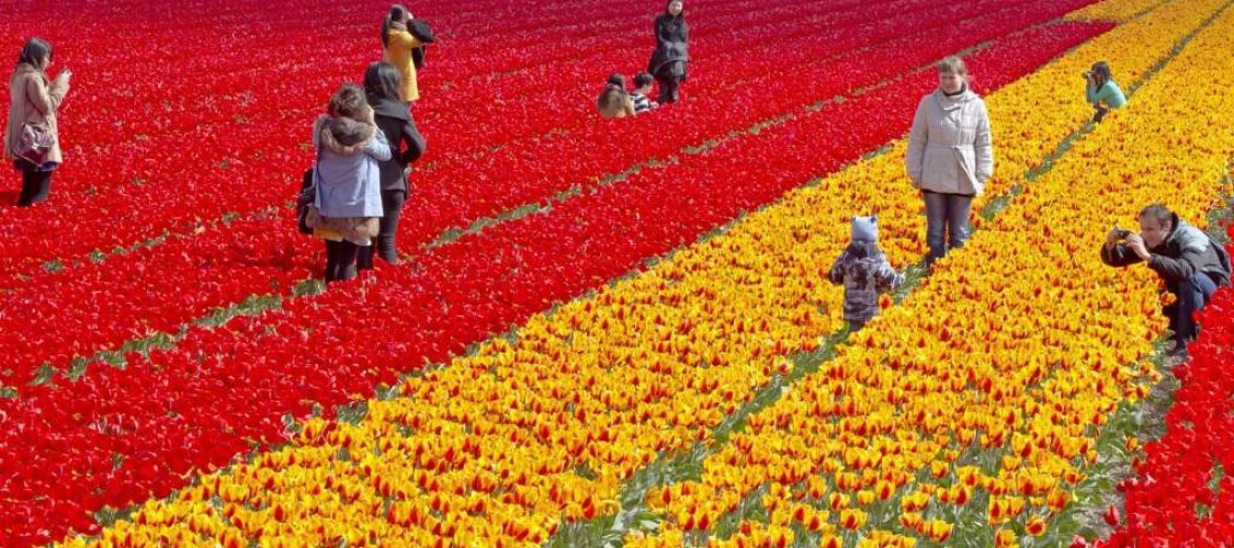 Keukenhof - Visite los Jardines de tulipanes de Ámsterdam
