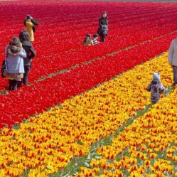 Un día en Lisse entre campos de tulipanes y castillos
