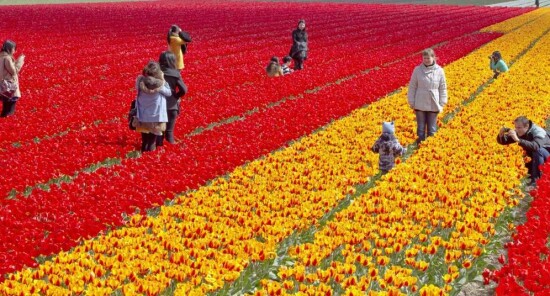 Un día en Lisse entre campos de tulipanes y castillos