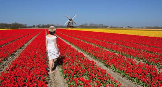 Festival dei Fiori di Lisse - Torna l'appuntamento con la primavera olandese
