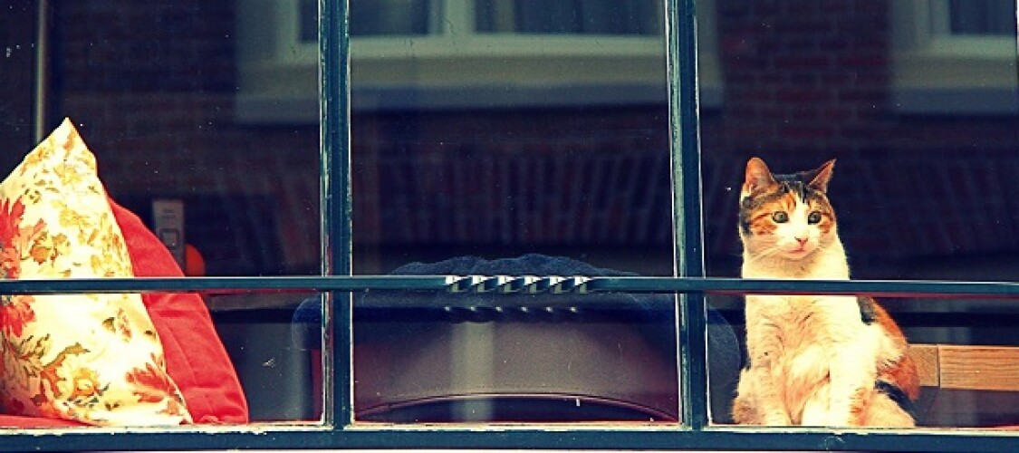 Prenota il biglietto di ingresso per il Museo del Gatto