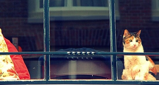 Kattenkabinet: Visita il Museo del Gatto