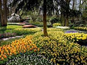 Parco Keukenhof fiori colorati