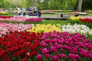 Parco Keukenhof scorcio