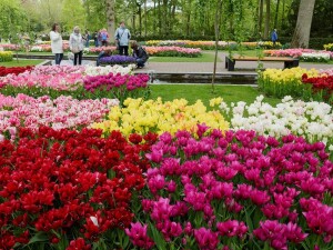 Parco Keukenhof scorcio