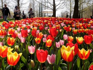 Parco Keukenhof visitatori