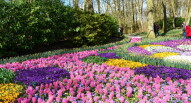 05 Keukenhof tulipani
