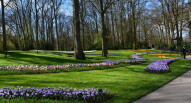 07 Keukenhof tulipani