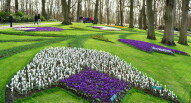 10 Keukenhof tulipani