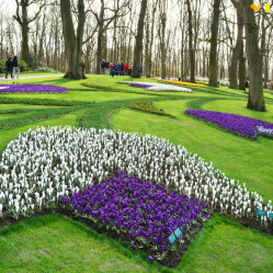 Cómo llegar al parque Keukenhof desde Ámsterdam