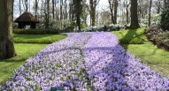 11 Keukenhof tulipani