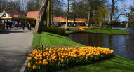 12 Keukenhof tulipani