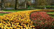 16 Keukenhof tulipani