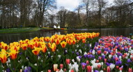 17 Keukenhof tulipani