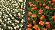 19 Keukenhof tulipani