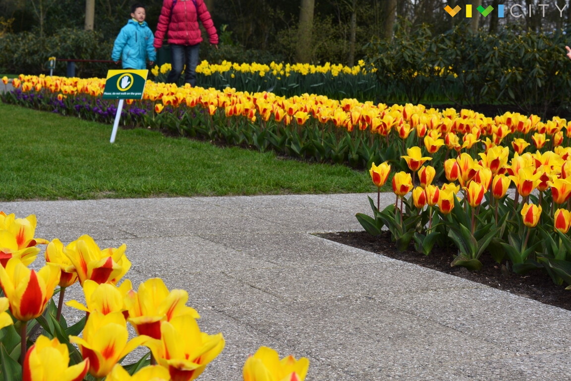 21 Keukenhof tulipani