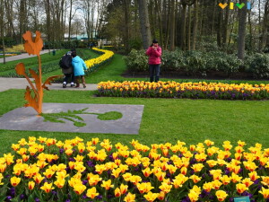 24 Keukenhof tulipani