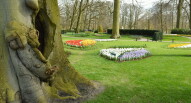40 Keukenhof albero secolare