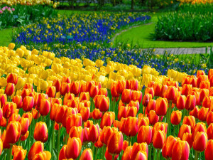 Tulipani al Keukenhof Araujo flickr