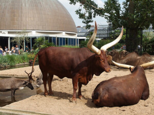 Zoo di Amsterdam Guilhem Vellut flickr