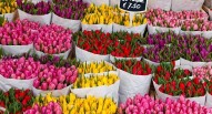 Bloemenmarkt Tulipani