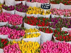 Bloemenmarkt Tulipani