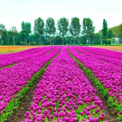 Tour del Parco Keukenhof - Visita il parco dei tulipani di Amsterdam