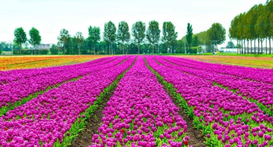 Tour del Parco Keukenhof - Visita il parco dei tulipani di Amsterdam