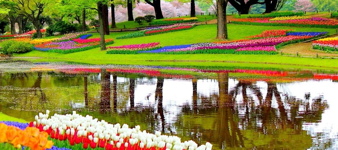 Biglietto prioritario per il Parco Keukenhof e transfer da Amsterdam