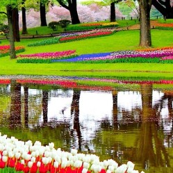 Keukenhof sta per tornare! il parco dei fiori riaprirà a marzo 2026
