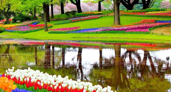 Keukenhof sta per tornare! il parco dei fiori riaprirà a marzo 2026