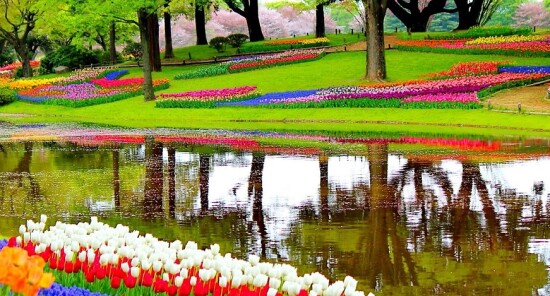 Keukenhof sta per tornare! il parco dei fiori riaprirà a marzo 2026