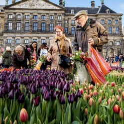 Amsterdam festeggia la Giornata Nazionale del Tulipano