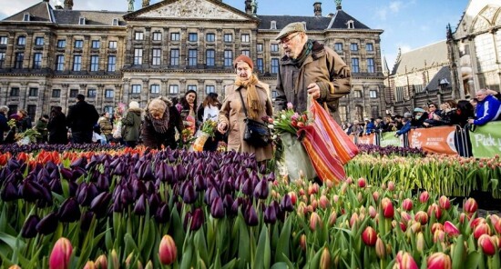 Amsterdam festeggia la Giornata Nazionale del Tulipano