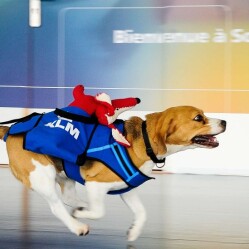 A Schiphol nasce KLM Lost & Found, il servizio di restituzione oggetti smarriti