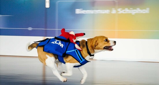 A Schiphol nasce KLM Lost & Found, il servizio di restituzione oggetti smarriti