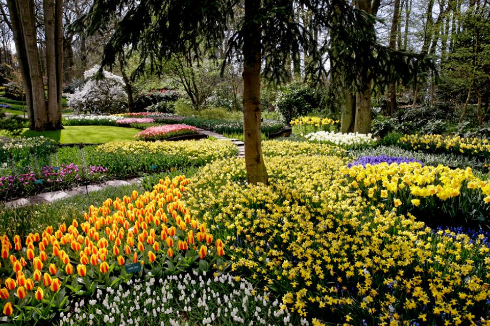 Parco Keukenhof fiori colorati