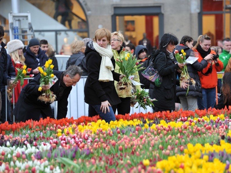 evento giornata nazionale tulipani